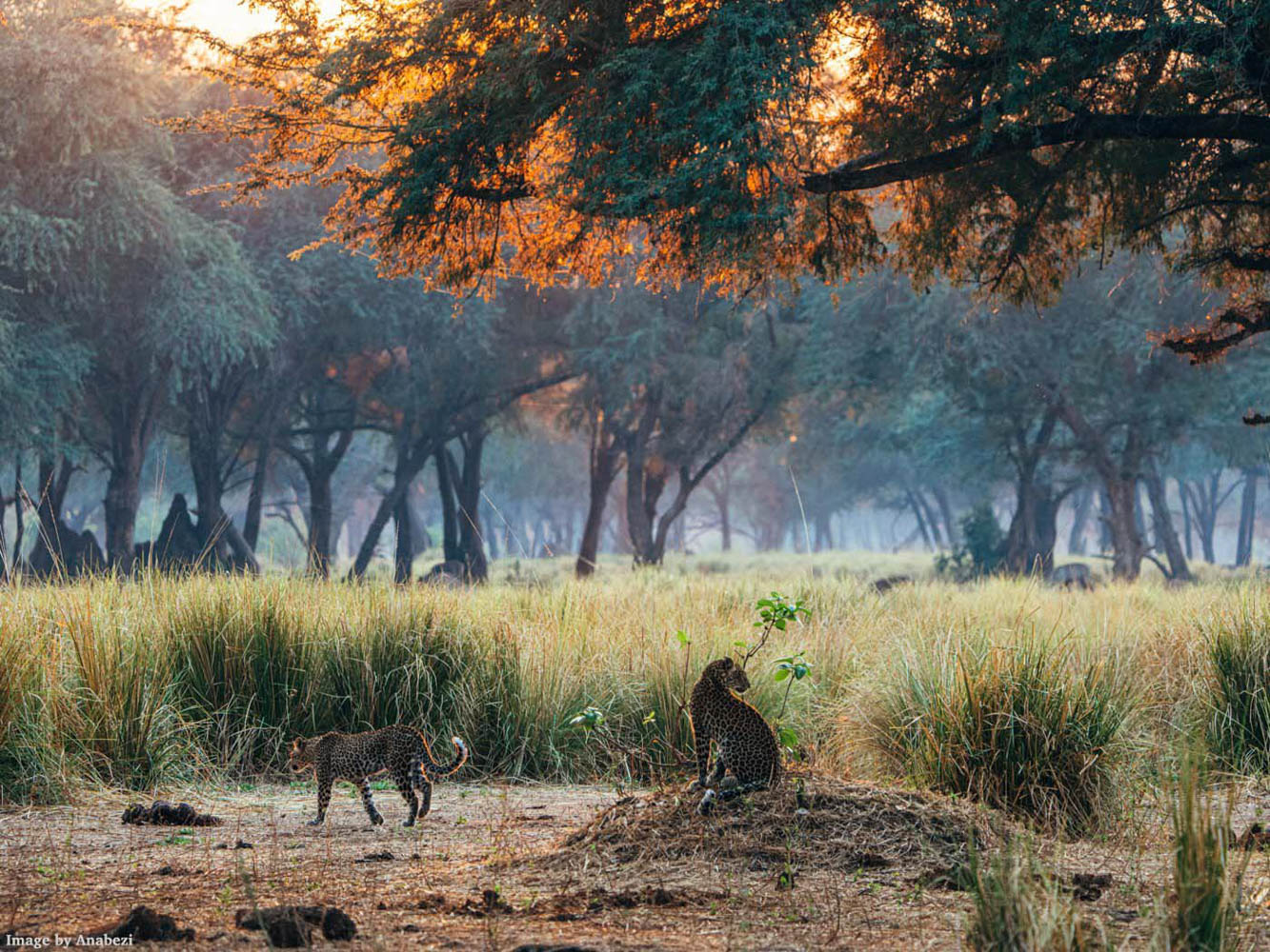 Zambia Wildlife Photo Tour Highlights