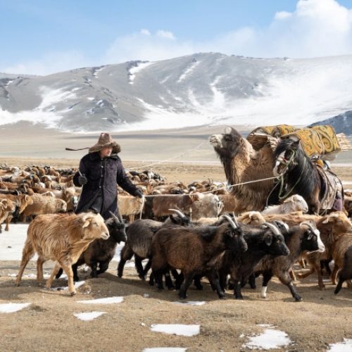 mongolian_eagle_hunters_winter_migration_photography_tour